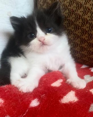 Cucciola di persiani normotipo FEMMINA