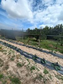 Terreno agricolo