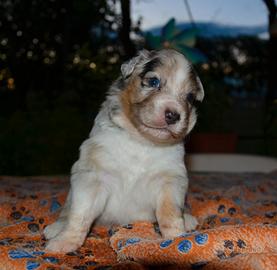 Cuccioli di Pastore Australiano