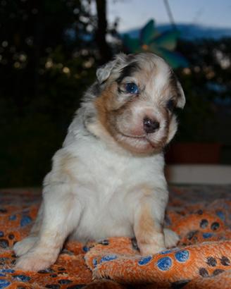 Cuccioli di Pastore Australiano