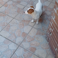 Femmina Jack russuell