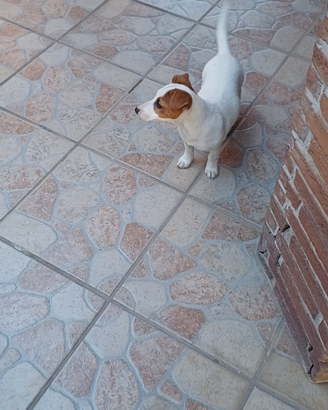 Femmina Jack russuell