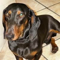 Bassotto maschio per accoppiamento