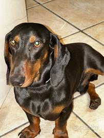 Bassotto maschio per accoppiamento