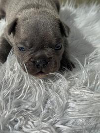 Bulldog francesi blu esotic