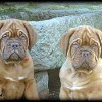 Cuccioli dogue de bordeaux