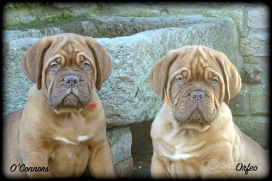 Cuccioli dogue de bordeaux