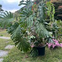 Monstera pianta da appartamento