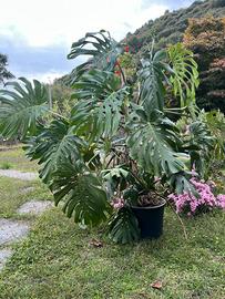 Monstera pianta da appartamento