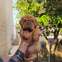 Dogue de bordeaux