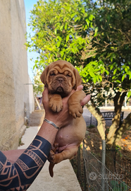 Dogue de bordeaux