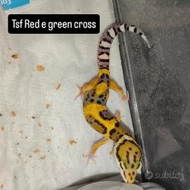 gechi leopardini 