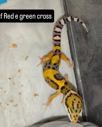 gechi leopardini 