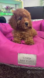 Cuccioli di barboncino mini toy