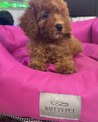 Cuccioli di barboncino mini toy