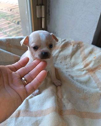 Maschietto chihuahua Toy