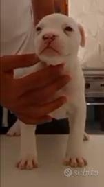 Cuccioli Amstaff
