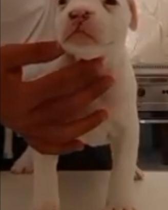 Cuccioli Amstaff