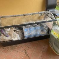 Gabbia per cavia peruviana