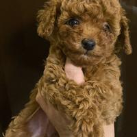 Barboncini toy con pedigree ENCI