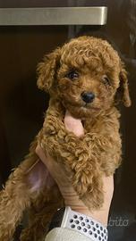 Barboncini toy con pedigree ENCI