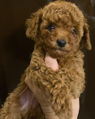 Barboncino toy con pedigree ENCI