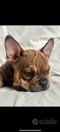 Bulldog francese