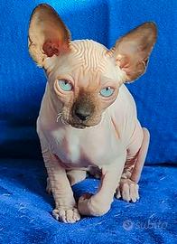 ELF STRAIGHT ( razza più rara dello Sphynx)