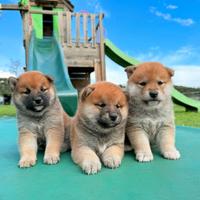 Shiba rosso fulvi pedigree ENCI all. con affisso