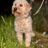 Lagotto romagnolo