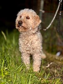 Lagotto romagnolo