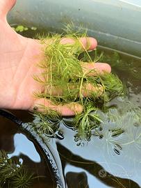 Ceratophyllum coda di volpe pianta + omaggio