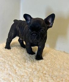 Cuccioli di bulldog francese nero maschi femmine