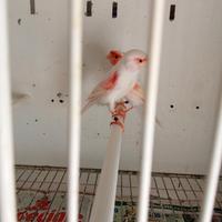 Canarine femmine an 2025rosso m