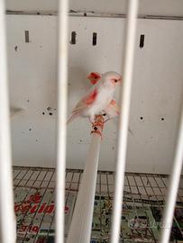 Canarine femmine an 2025rosso m