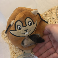 Coppia topini bianco e nero