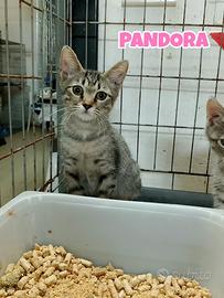Zeus e Pandora gattini di tre mesi