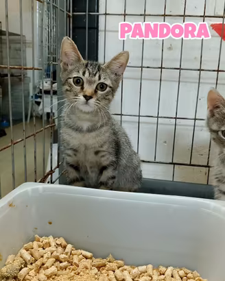 Zeus e Pandora gattini di tre mesi