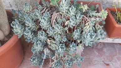 Piantine grasse tappezzanti