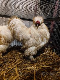 Gallo moroseta standard bianco splash