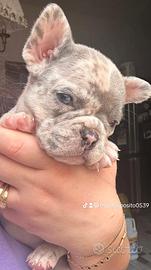 Bulldog francese esotico