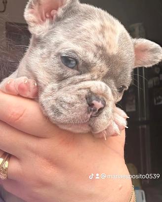 Bulldog francese esotico