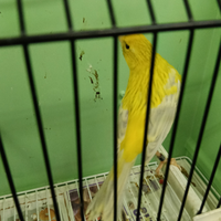 Canarino Agata opale giallo intenso maschio