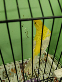 Canarino Agata opale giallo intenso maschio