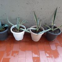 piante di agave 