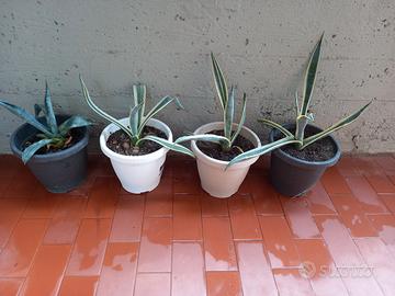 piante di agave 