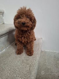 Cucciolo di barboncino Toy red