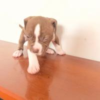 Pitbull