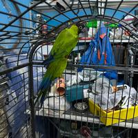 Coppia conuri testa nera