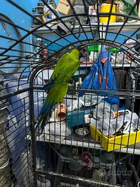 Coppia conuri testa nera